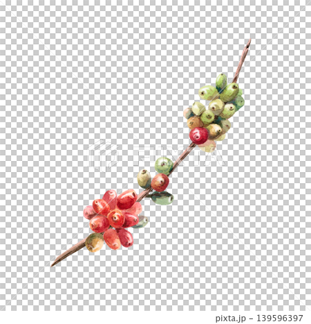 Coffee berries on a branch. This isolated watercolor illustration conveys freshness and naturalness. Ideal for labels, logos, coffee shop menus, postcards, and coffee-related websites. Coffee berries on a branch. This isolated watercolor illustration conveys freshness and naturalness. Ideal for labels, logos, coffee shop menus, postcards, and coffee-related websites. 139596397