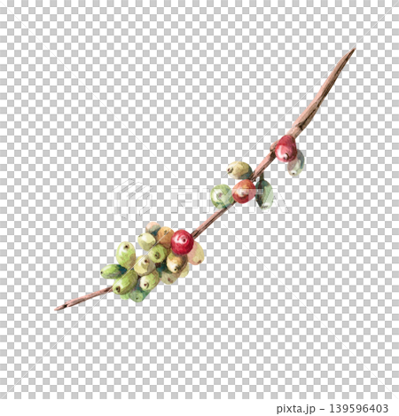 A watercolor illustration of a coffee tree branch with berries emphasizes its natural origins and freshness. Suitable for designs related to organic coffee, coffee production, cafe menus, packaging. A watercolor illustration of a coffee tree branch with berries emphasizes its natural origins and freshness. Suitable for designs related to organic coffee, coffee production, cafe menus, packaging. 139596403