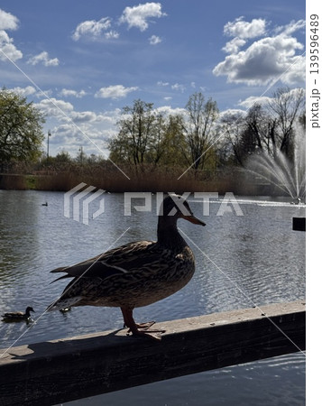 Duck by the Water Duck by the Water 139596489