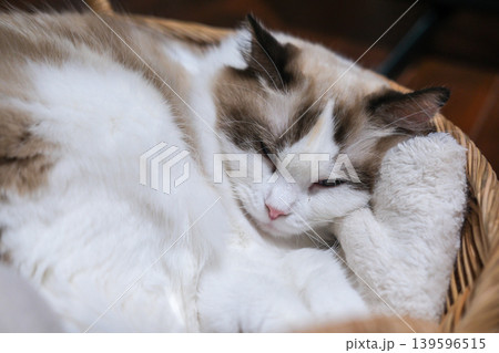 Cute Ragdoll cat sleeping in a basket Cute Ragdoll cat sleeping in a basket 139596515