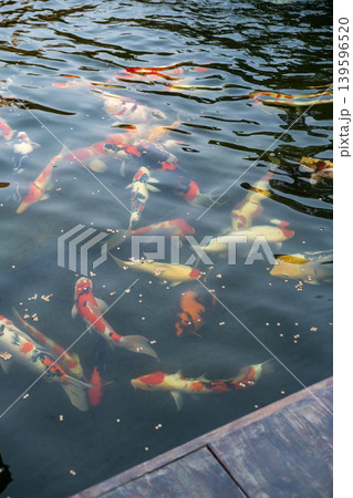 Koi fish or Nishikigoi in outdoor pond in the Japanese style garden Koi fish or Nishikigoi in outdoor pond in the Japanese style garden 139596520