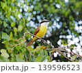 胸張って明日を見るキバラオオタイランチョウ 139596523