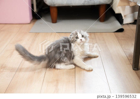 構えるマンチカンの仔猫 139596532
