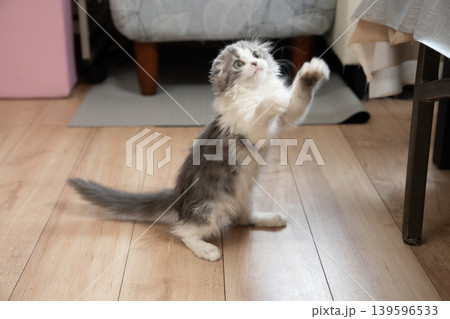 赤いリボンを掴むマンチカンの仔猫 赤いリボンを掴むマンチカンの仔猫 139596533