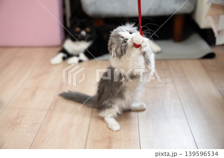 赤いリボンを掴むマンチカンの仔猫 139596534