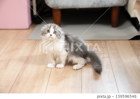 構えるマンチカンの仔猫 139596548