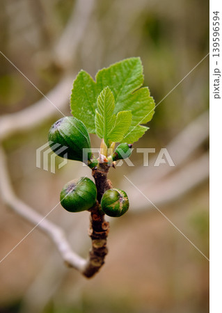 Fig branch with young leaves and fruits Fig branch with young leaves and fruits 139596594
