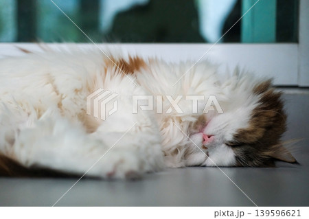 Fluffy white cat lying on the floor with cute pose. Mixed breed cat between Maine Coon and Scottish Fold. Fluffy white cat lying on the floor with cute pose. Mixed breed cat between Maine Coon and Scottish Fold. 139596621