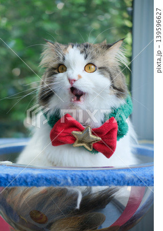 Cute fluffy white cat, with Christmas costume, in a bowl on cat tree. Mixed breed cat between Maine Coon and Scottish Fold. Cute fluffy white cat, with Christmas costume, in a bowl on cat tree. Mixed breed cat between Maine Coon and Scottish Fold. 139596627