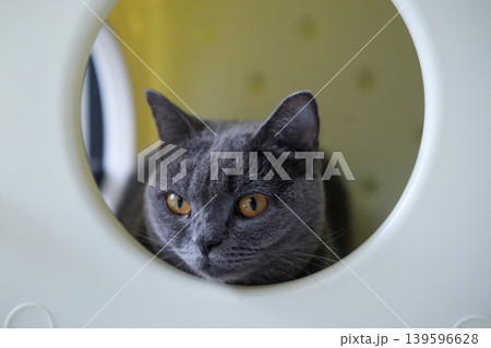 British Shorthair cat in the cat shelter 139596628