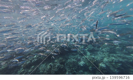 Underwater view of shoal sardine fish in sea 139596716