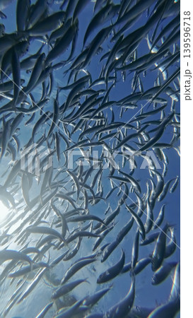Underwater view of shoal sardine fish in sea 139596718