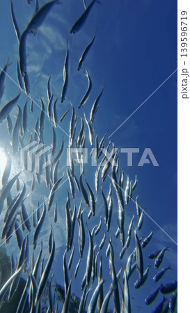 Underwater view of shoal sardine fish in sea 139596719