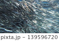Underwater view of shoal sardine fish in sea 139596720