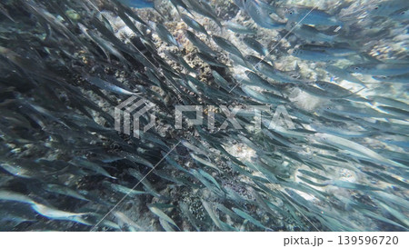 Underwater view of shoal sardine fish in sea 139596720