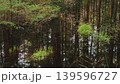 Bog and dark pine forest nature landscape 139596727