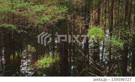 Bog and dark pine forest nature landscape 139596727