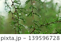 Larch branch with green needles covered in rain drops 139596728