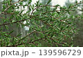 Larch branch with green needles covered in rain drops 139596729