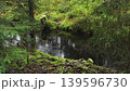 Bog and dark pine forest river landscape 139596730