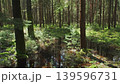 Bog and pine forest in sun nature landscape 139596731
