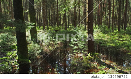 Bog and pine forest in sun nature landscape 139596731