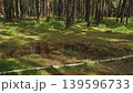 Bog and pine forest in sun nature landscape 139596733