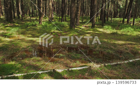 Bog and pine forest in sun nature landscape Bog and pine forest in sun nature landscape 139596733