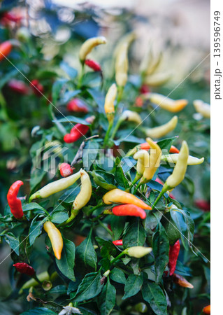 Small red chili pepper bush Small red chili pepper bush 139596749