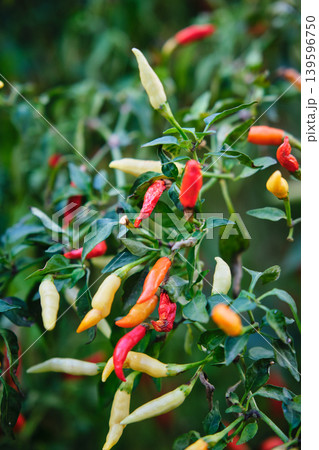 Small red chili pepper bush Small red chili pepper bush 139596750