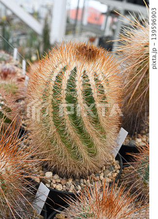 Cactus uebelmannia pectinifera with prominent green ribs and a thick coat of golden-brown thorns 139596903