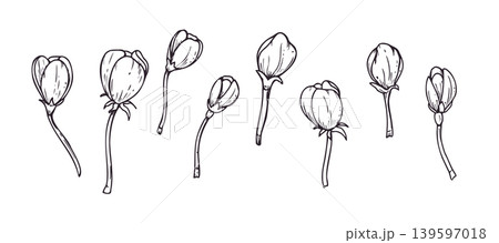 Set of hand drawn flower buds. Blossoming fruit tree plants botanical isolated illustration. Black and white ink sketch for decorative element, creative scrapbook design and nature decoration Set of hand drawn flower buds. Blossoming fruit tree plants botanical isolated illustration. Black and white ink sketch for decorative element, creative scrapbook design and nature decoration 139597018