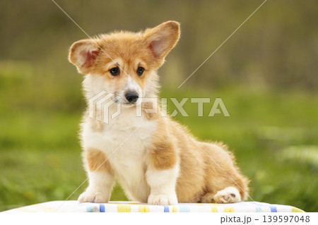 A charming red and white Welsh Corgi puppy with large ears sits outdoors. The puppy looks slightly to the side with an adorable expression A charming red and white Welsh Corgi puppy with large ears sits outdoors. The puppy looks slightly to the side with an adorable expression 139597048