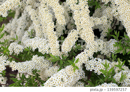 White spirea bush blossoms with small flowers and green leaves in a spring garden, ornamental flowering shrub Grefsheim 139597257