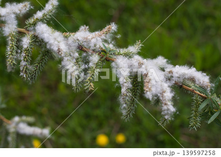 Willow tree branches with fluffy white catkins and green leaves in early spring 139597258