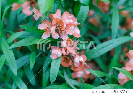 Japanese quince branch with orange flowers and narrow green leaves in a spring garden, ornamental flowering shrub close up 139597259