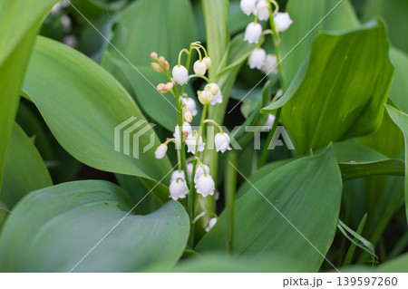 Blooming lilies of the valley with inflorescences of small white bell-shaped flowers covered with dew against the other plants. 139597260