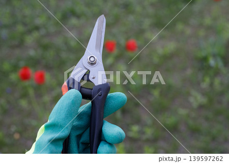 Human hand holds black garden shears for spring pruning of trees, bushes, and flowers in a garden against a flower bed. Plant care and landscaping Human hand holds black garden shears for spring pruning of trees, bushes, and flowers in a garden against a flower bed. Plant care and landscaping 139597262