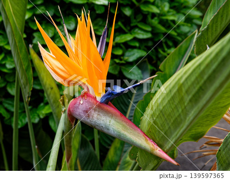 Bird of Paradise Flower - Beauty of nature 139597365