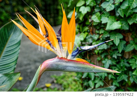 Bird of Paradise Flower - Beauty of nature 139597422