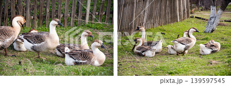 Flock of geese on the grass near the fence 139597545