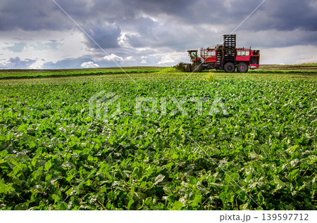 beet harvester in the sugar beet field in autumn beet harvester in the sugar beet field in autumn 139597712