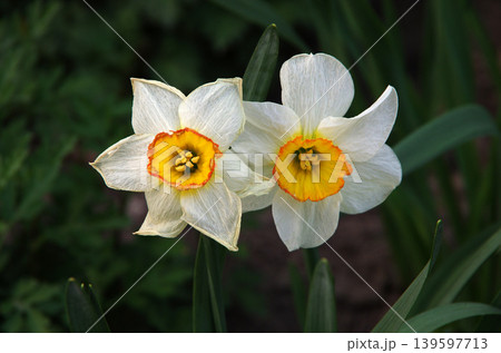large-crowned daffodil of the Flower Record variety, wilted and fresh flower large-crowned daffodil of the Flower Record variety, wilted and fresh flower 139597713