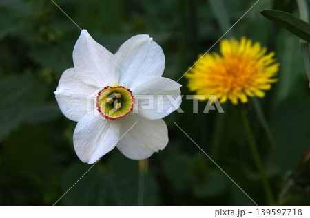 Narcissus poeticus, and yellow dandelion Narcissus poeticus, and yellow dandelion 139597718