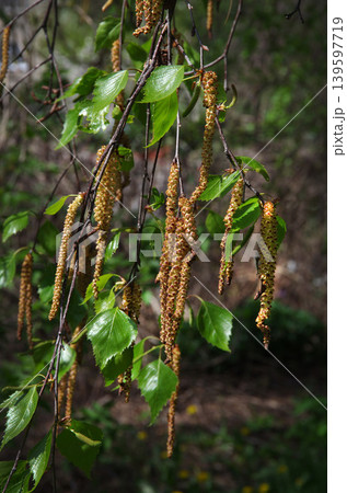 Birch blooms by forming long catkins Birch blooms by forming long catkins 139597719