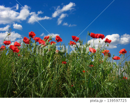 poppies in a field, view from below, against a blue sky poppies in a field, view from below, against a blue sky 139597725