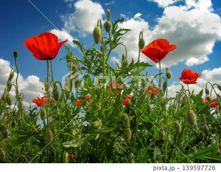 Sunlit petals of red poppies against a blue sky, field 139597726