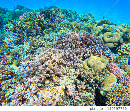 Underwater coral reef on Red sea. Egypt. Tropical sea underwater fishes on reef. Aquarium oceanarium wildlife colorful marine panorama landscape nature snorkel diving ocean sea snorkeling coral fish 139597786
