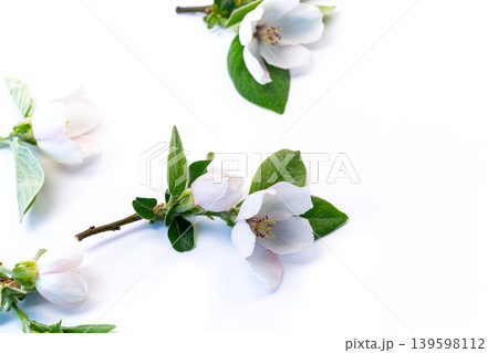 Top view blooming quince branches on white backdrop 139598112