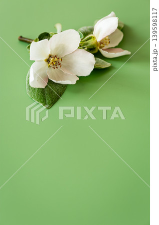 Top view delicate quince flowers and green leaves Top view delicate quince flowers and green leaves 139598117